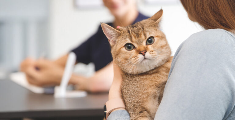 Woman paying at the vet, holding cute cat