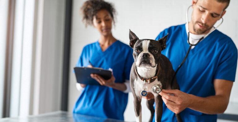 vet checking Boston terrier and nurse taking notes