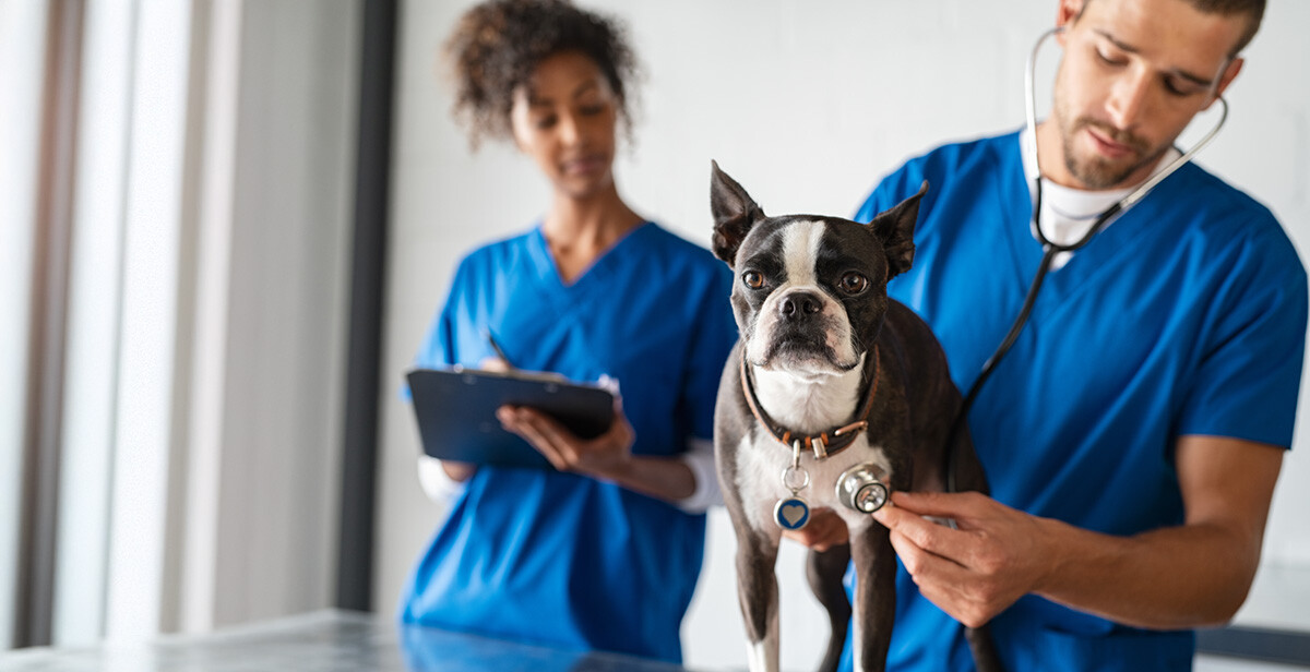 vet checking Boston terrier and nurse taking notes